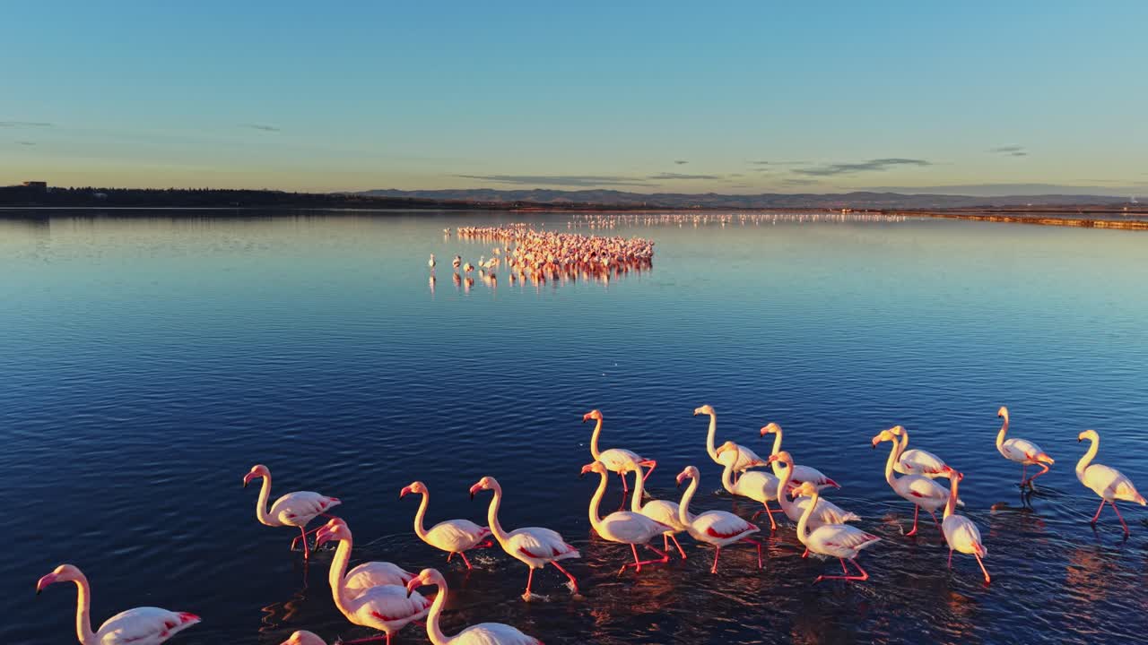 Flamingos gather in water during sunset near a wetland area