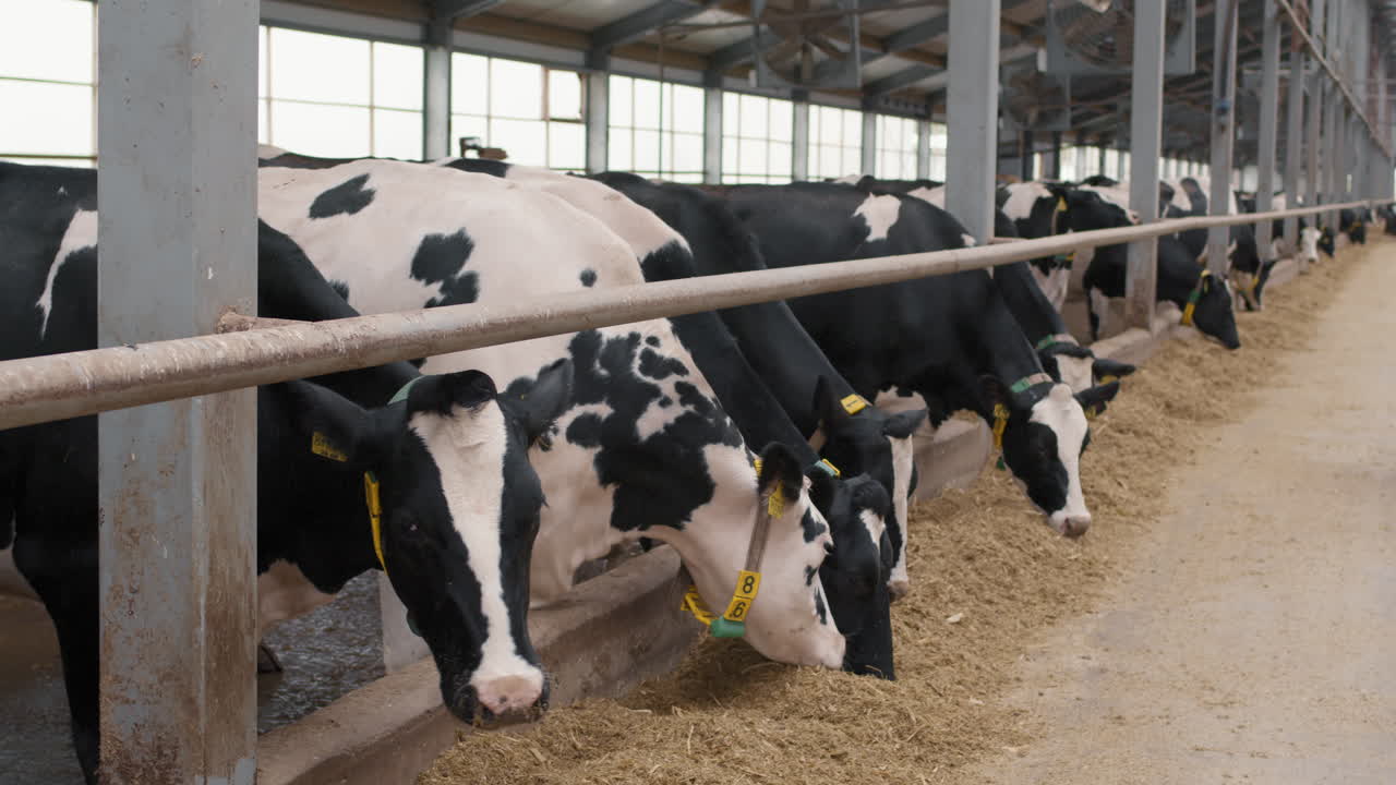 Herd of Cows Eating Hay at Dairy Farm
