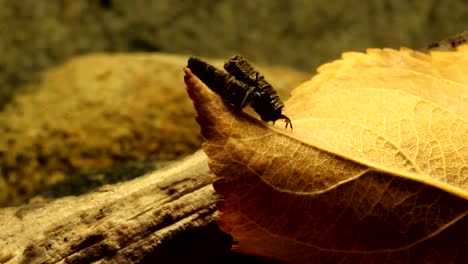 dos larvas de caddisfly en una disputa territorial, amplia vista con uno tratando de tirar del otro de la hoja