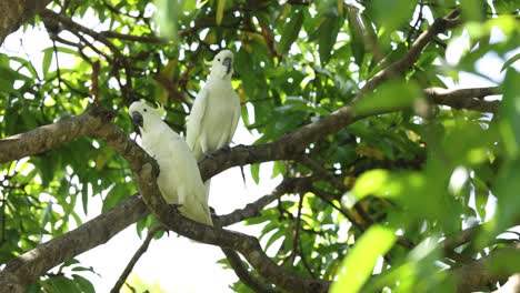 two cockatoos socializing on a tree branch