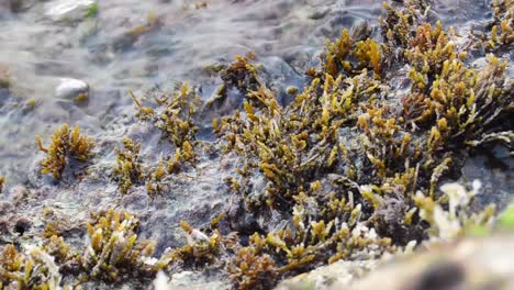 close up of wave coming in and covering seagrass by the rocky shoreline of malta