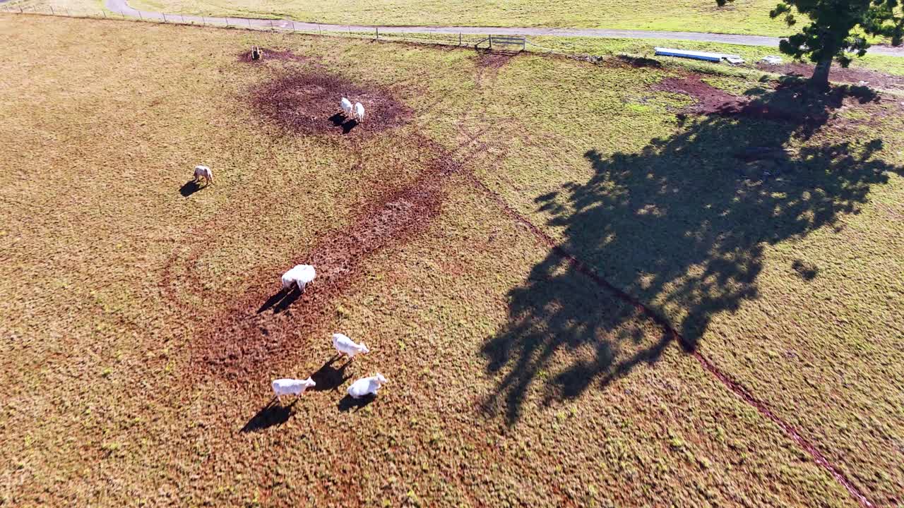 Drone footage captures several cows moving and grazing in a sunlit pasture, casting long shadows near a tree in rural New South Wales, Australia