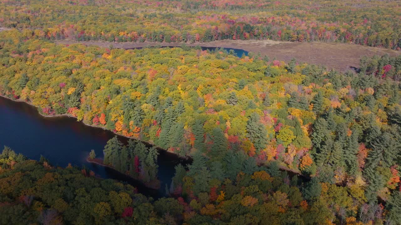 Colorful autumn forest and winding river in muskoka during fall foliage season, aerial view