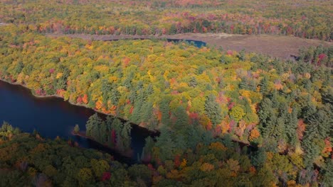 colorful autumn forest and winding river in muskoka during fall foliage season, aerial view