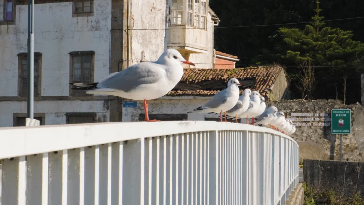 Establishing shot of seagulls standing still in a wooden bridge near the coast