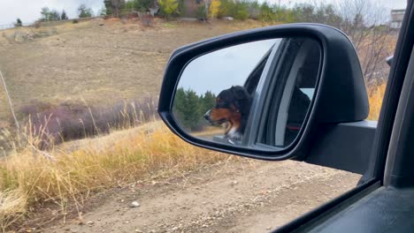 Perro-En-El-Espejo-Lateral-Del-Coche-Disfrutando-De-Un-Paseo-En-Coche-Fuera-De-Carretera