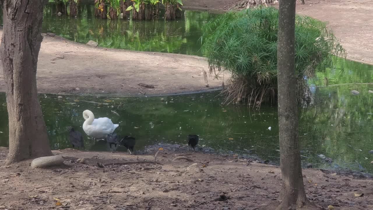 넓은 앵글로 패닝하며 촬영하여 탁하고 얕은 열대 도시 공원의 연못 옆에서 어두운 물새 및 청소부 새와 함께 서 있는 흰색 백조를 담아냈어요