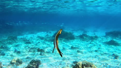 Nahaufnahme-Von-Teria-Fledermausfischen,-Die-Auf-Dem-Klaren-Blauen-Wasser-Des-Meeres-Schwimmen