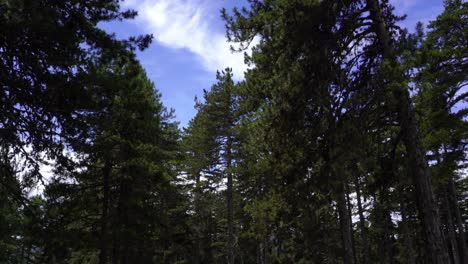 bosque tranquilo con pinos altos sobre fondo de cielo nublado, montañas de senderismo en los balcanes