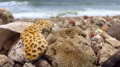 Corales-Muertos-En-La-Orilla-De-La-Playa-Indonesia,-Cambio-Climático,-Calentamiento-Global