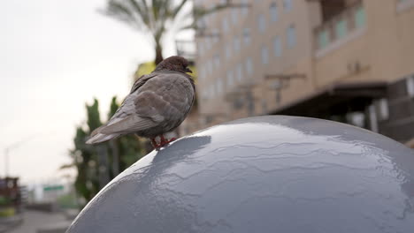 low angle view of a common rock pigeon perched on a water feature in the city - slow motion