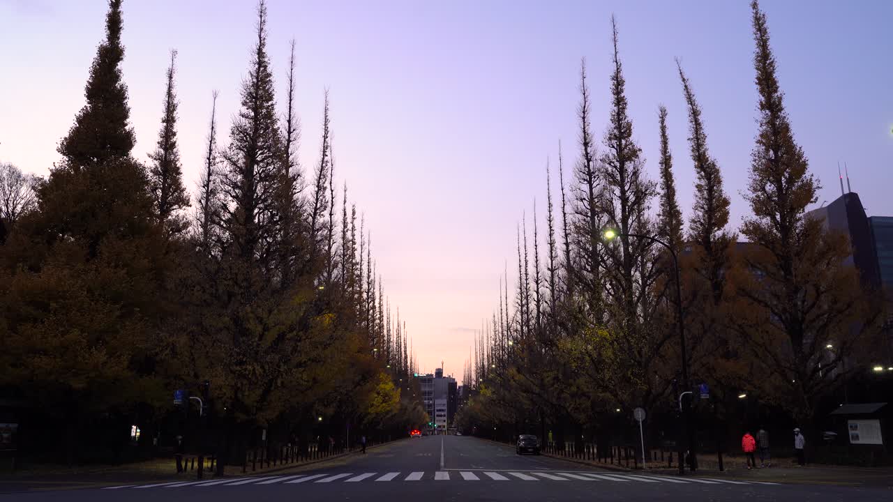 단풍이 물든 이른 아침 가이엔매 골목의 넓은 전망