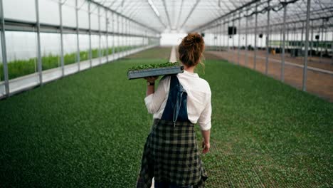 vista trasera de una mujer agricultora confiada con cabello rizado rojo lleva brotes de plantas en sus hombros y camina a lo largo del invernadero en la granja