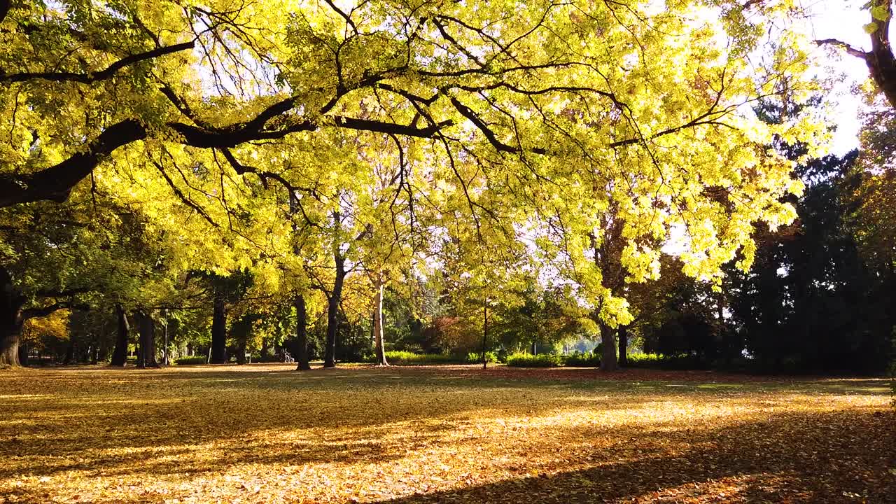 toma de movimiento de cámara de árboles dorados en la hermosa temporada de otoño en el parque margaret, budapest