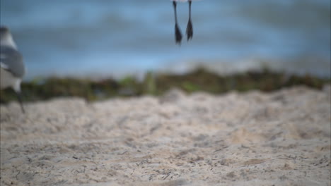 cerca de una gaviota caminando despegando en una playa en méxico