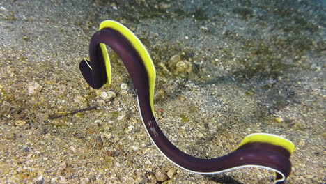 juvenile ribbon eel outside of burrow performing wave-like movements of its long body that are reminiscent of the swinging of ribbons in rhythmic gymnastics