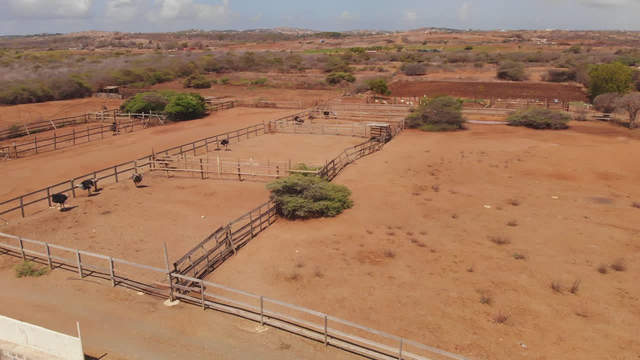 imágenes épicas de drones de avestruces africanas en una granja en la isla caribeña holandesa de curacao