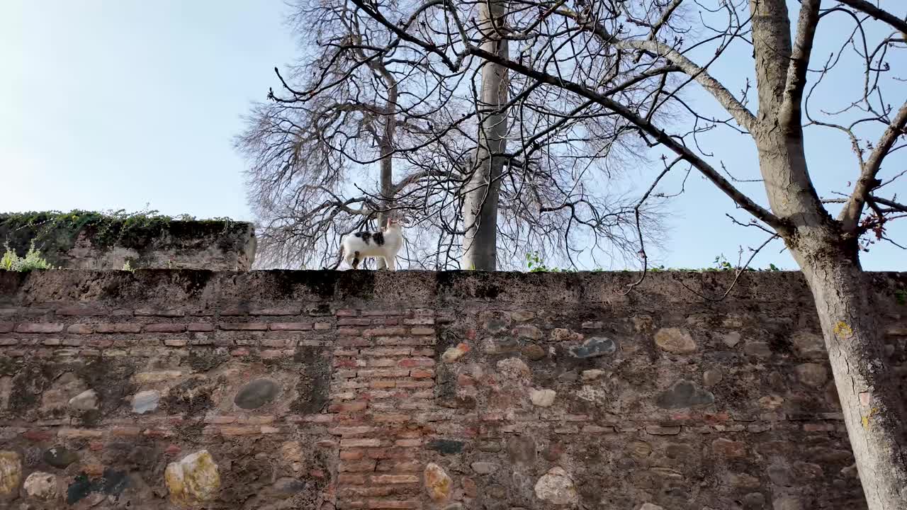 Tracking and detail shot of a cat walking along the ledge of the entrance wall that welcomes visitors to the monumental complex of the Alhambra in Granada, Spain