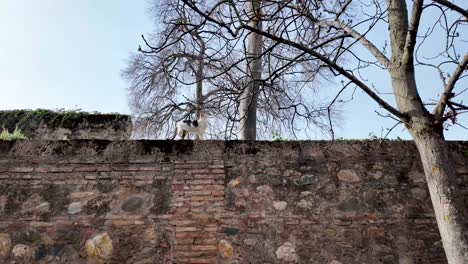 tracking and detail shot of a cat walking along the ledge of the entrance wall that welcomes visitors to the monumental complex of the alhambra in granada, spain