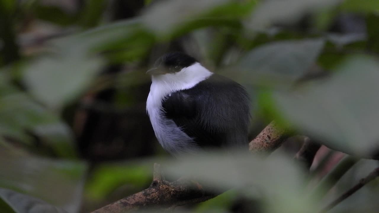 White bearded manakin perching on a branch in the rainforest, showing its vibrant colors and unique features