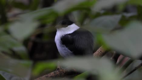 white bearded manakin perching on a branch in the rainforest, showing its vibrant colors and unique features