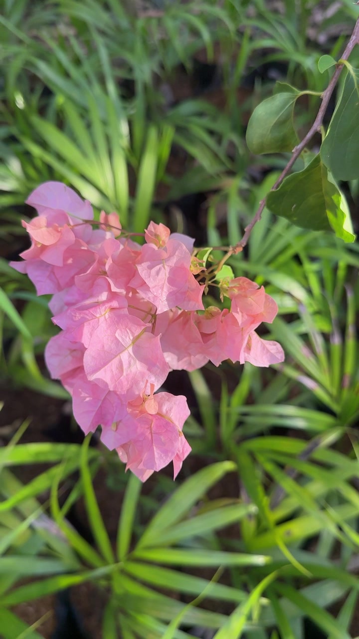 Close-up of Vibrant Pink Bougainvillea Flowers Swaying Gently in the Breeze