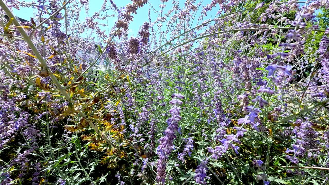 활기찬 보라색 꽃 사이 에서 날아다니는 콜리버드