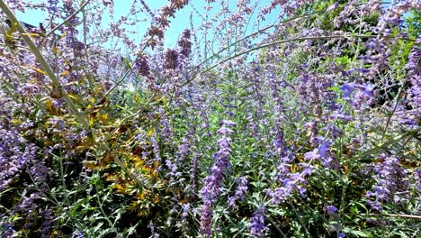 hummingbird flits among vibrant purple flowers