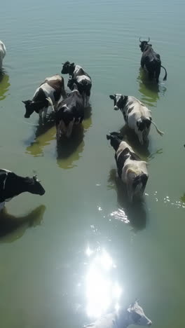 cows bathing in a lake