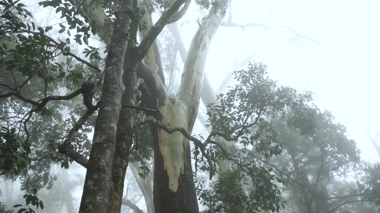 truenos y niebla con poca llovizna en el bosque - concepto de mal tiempo