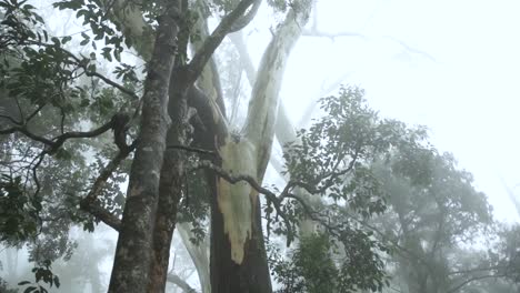 Truenos-Y-Niebla-Con-Poca-Llovizna-En-El-Bosque---Concepto-De-Mal-Tiempo