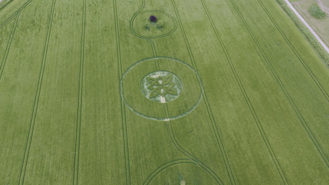 Aerial view rotating over Sutton Veny Wiltshire Celtic crop circle 2025 with tractor lines pattern