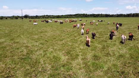 Cows-running-in-the-landscape