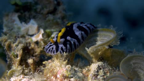 Schöne-Nacktschnecke,-Die-Sich-Langsam-Auf-Dem-Meeresboden-Bewegt