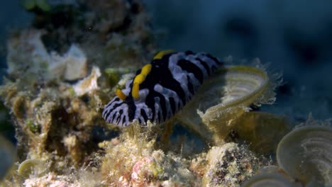 beautiful nudibranch  slowly moving on the oceanfloor