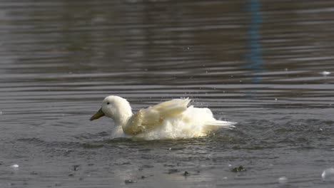 un pato blanco que aletea y juega en el agua a cámara lenta