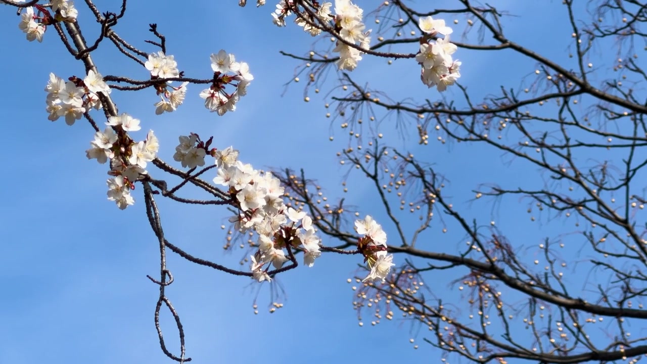 Fiori di sakura bianchi sbocciano su rami scuri sotto la luce intensa del sole e un cielo sereno