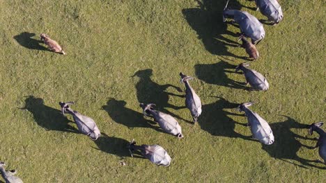 Fondo-De-Búfalos-Arriba-Abajo-Aéreo,-Manada-De-Animales-De-Granja-Pastando-Libremente-Afuera