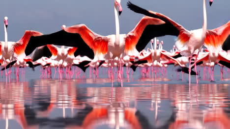 flock of pink flamingos in flight over a salt lake