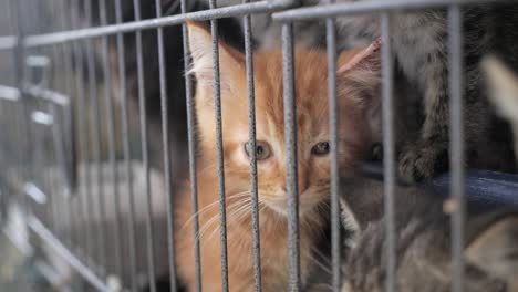 kittens in cage
