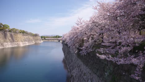 row of cherry blossom trees along moat wall at osaka castle