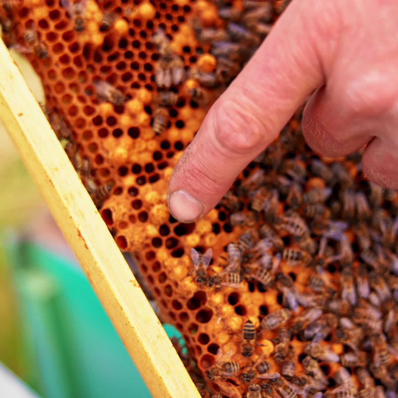 Amber wax frames with bee insects swarming over. Numerous working bees covered the honey cells and apiarist's finger points at bee queen cell. Close up