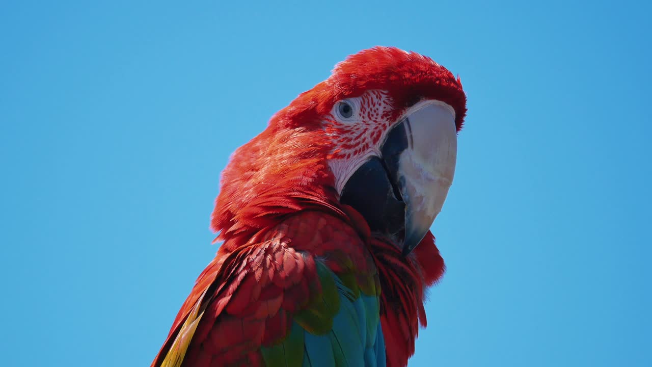 video de un loro colorido en 4k