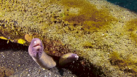 two white-eyed moray eels - a bigger and a small one - live together in an old car tire that is overgrown with algae on sandy seabed in indo-pacific