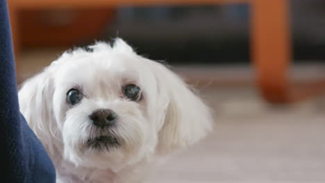 curious havanese puppy watching owner