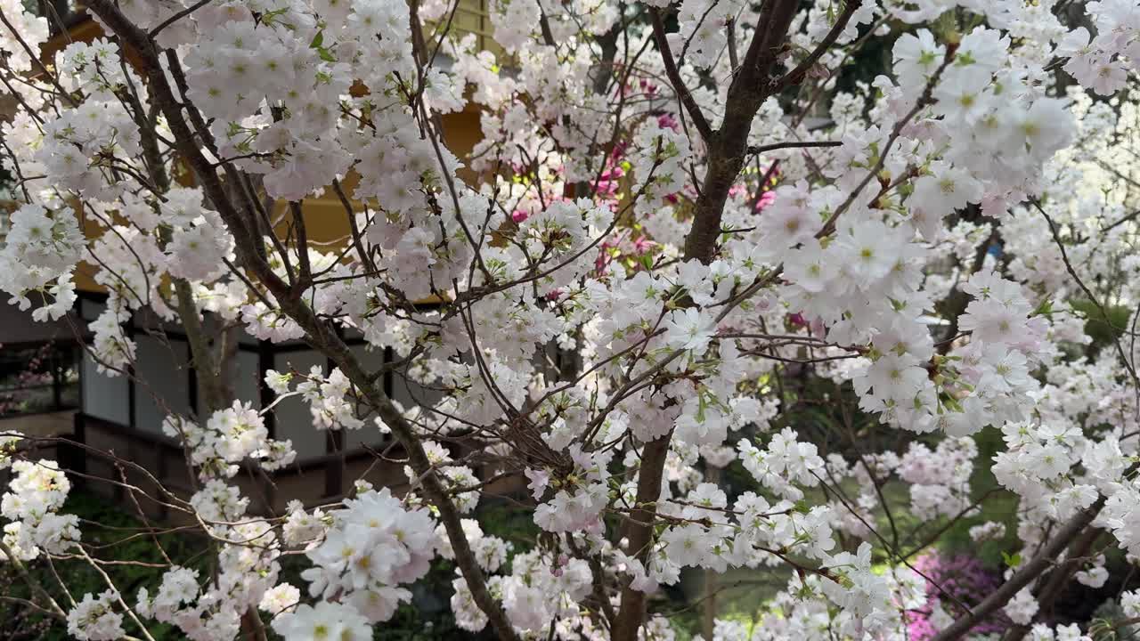la florecimiento y la cautivadora vista de las flores blancas de los cerezos sakura