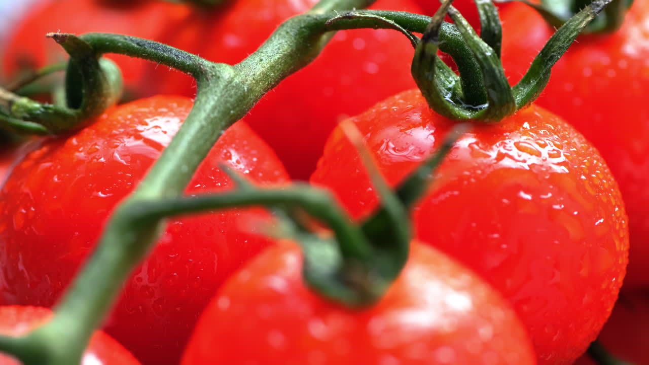 Nahaufnahme eines roten Kirschtomatenzweigs mit Wassertropfen