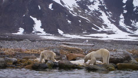 Hungrige-Eisbärenmutter-Und-Kalb-Ernähren-Sich-In-Der-Arktis-Von-Walspeck