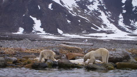 hungry polar bear mother and calf feed on whale blubber in the arctic