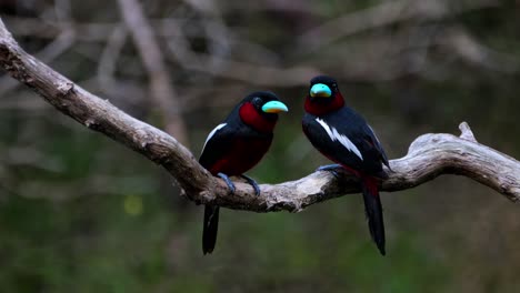 one hops around to face each other then they look towards the camera, black-and-red broadbill cymbirhynchus macrorhynchos, thailand